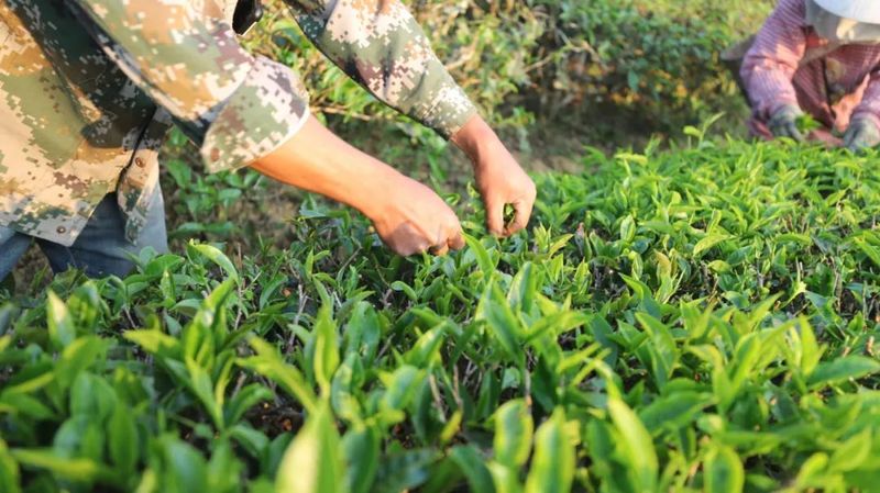 有关于春暖茶飘香！思茅倚象万亩有机茶园采摘忙的相关信息(4)