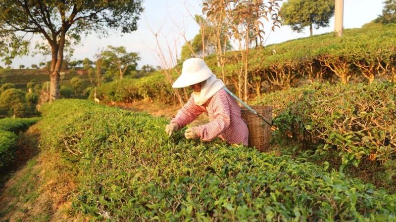 有关于春暖茶飘香！思茅倚象万亩有机茶园采摘忙的相关信息(1)