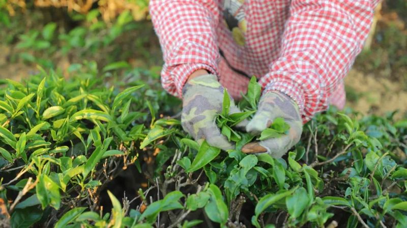 有关于春暖茶飘香！思茅倚象万亩有机茶园采摘忙的相关信息(2)