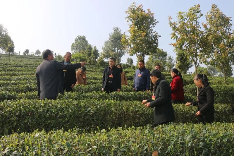 关于永荣镇人大：助推茶产业提质增效的新闻