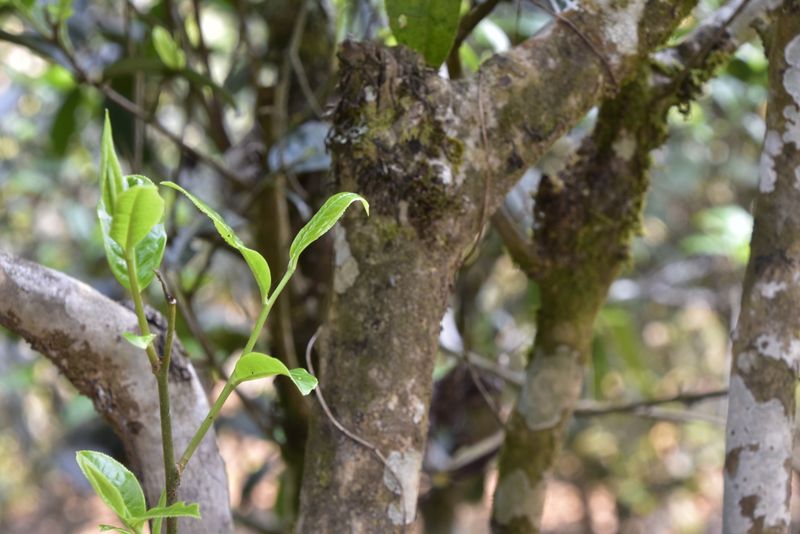 关于2023年正气塘古树春茶：1000-1600元的最新消息