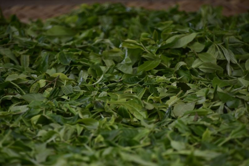 关于2023年正气塘古树春茶：1000-1600元的最新消息(1)