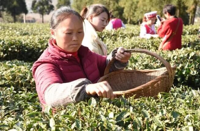 关于水城区：一叶春茶绿 一业乡村兴的信息(2)