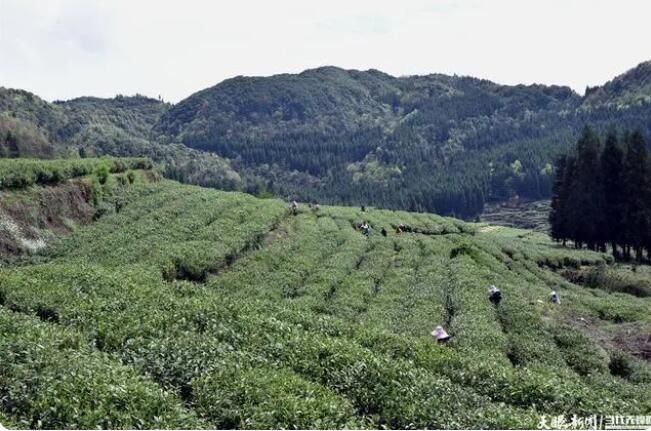 关于水城区：一叶春茶绿 一业乡村兴的信息