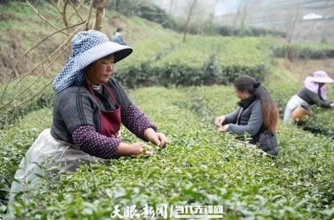 关于贵阳乌当：春茶采摘正当时的最新消息(1)