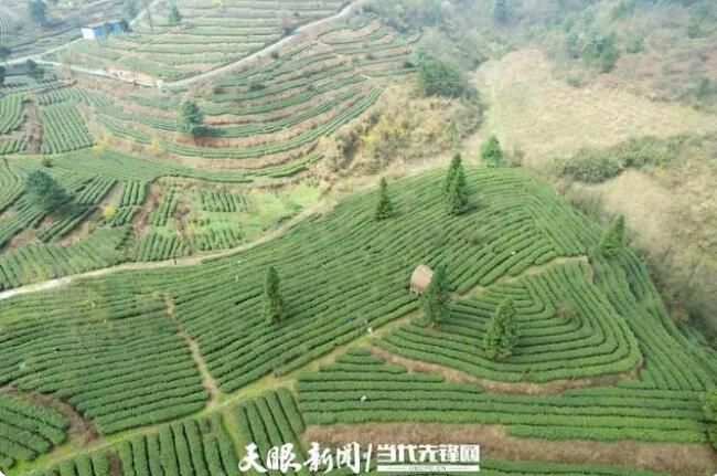 关于贵阳乌当：春茶采摘正当时的最新消息(5)