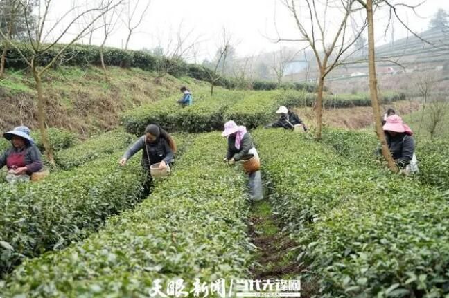 关于贵阳乌当：春茶采摘正当时的最新消息