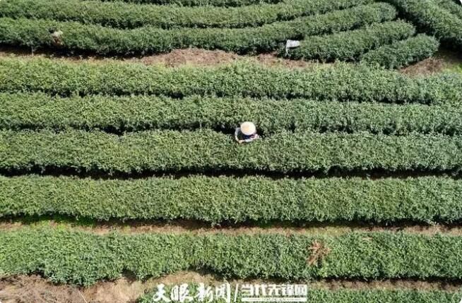 关于贵阳乌当：春茶采摘正当时的最新消息(3)