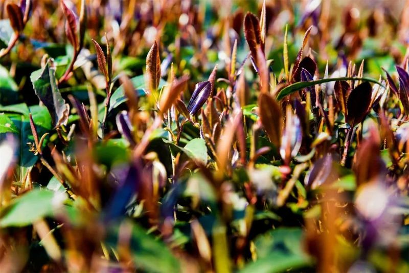 关于沐川这个“五彩茶园”不一般的最新消息(2)