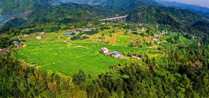 关于沐川这个“五彩茶园”不一般的最新消息
