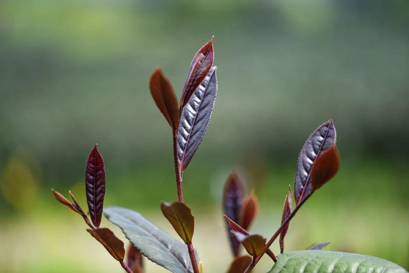 关于沐川这个“五彩茶园”不一般的最新消息(5)