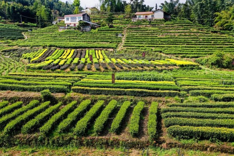 关于沐川这个“五彩茶园”不一般的最新消息(4)