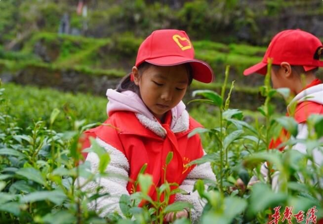 有关于吉首市矮寨小学：春日茶飘香 学子采茶忙的相关信息