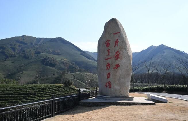 关于“共富茶”跨越山海助力乡村振兴的相关内容