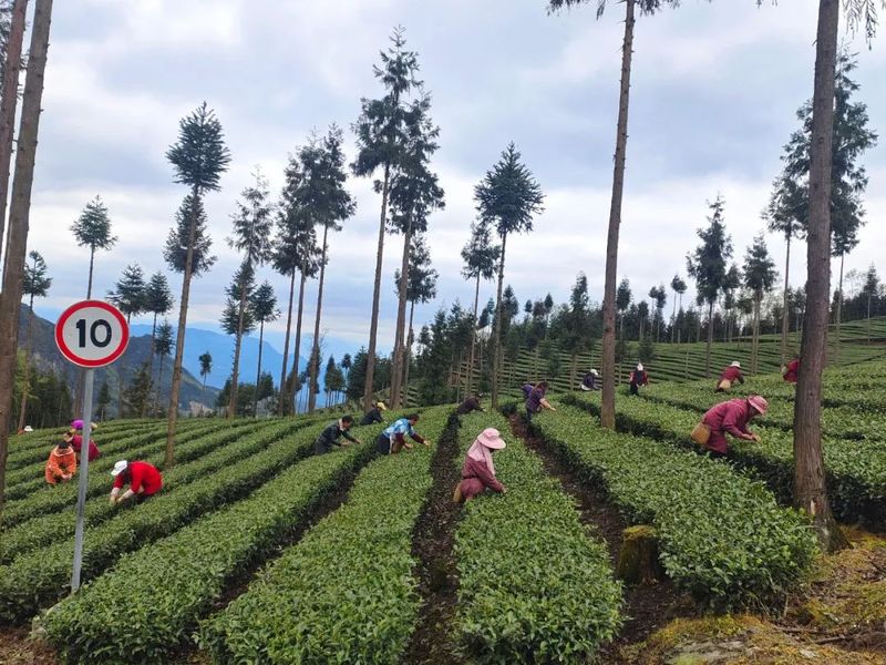 关于峨边：云雾高山茶飘香 茶农采摘加工忙的内容