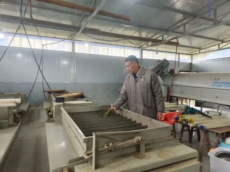 关于峨边：云雾高山茶飘香 茶农采摘加工忙的内容(2)