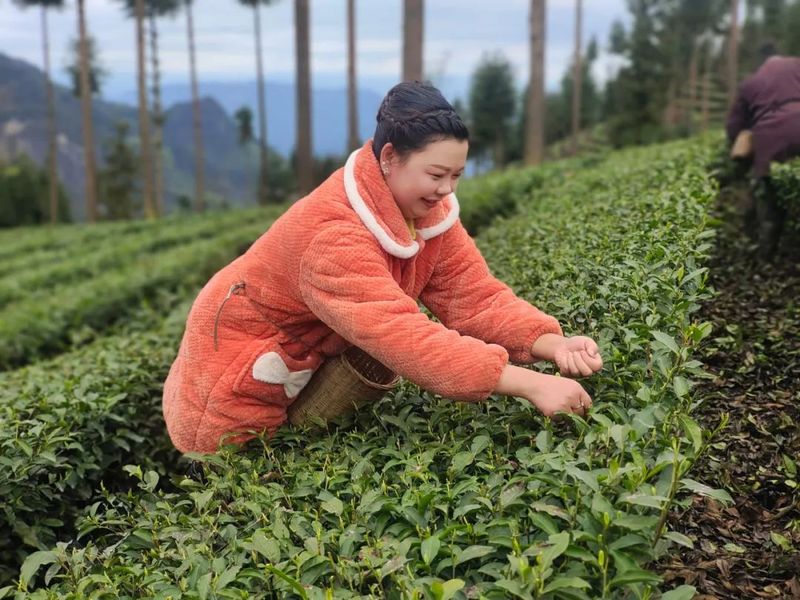 关于峨边：云雾高山茶飘香 茶农采摘加工忙的内容(1)