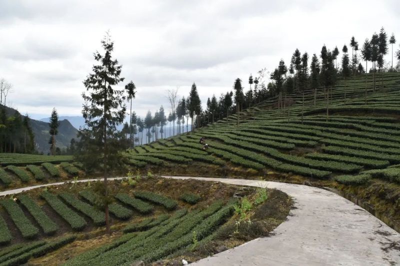 关于峨边：云雾高山茶飘香 茶农采摘加工忙的内容(3)
