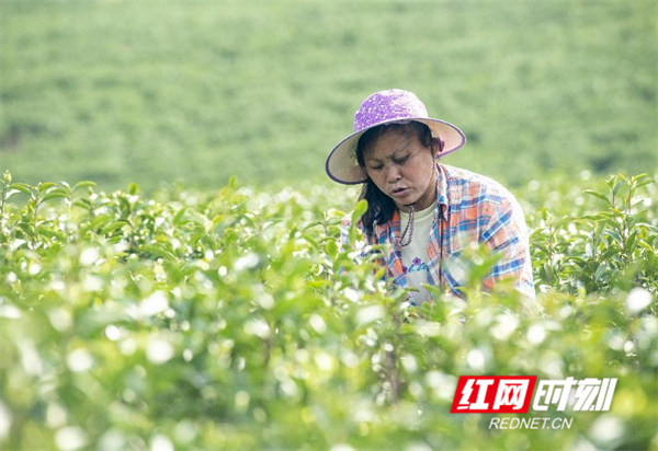 有关于湖南江华：茶叶经济助力乡村振兴的相关内容(2)