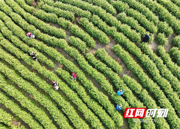 有关于湖南江华：茶叶经济助力乡村振兴的相关内容