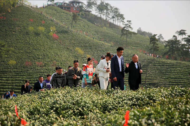 关于好嗨哟！信阳毛尖 网红大咖嗨翻文新春茶节的资讯(12)