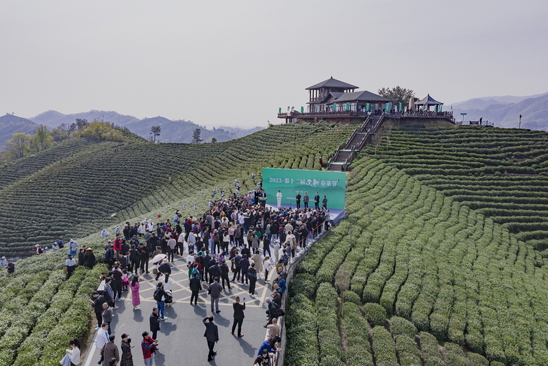 关于好嗨哟！信阳毛尖 网红大咖嗨翻文新春茶节的资讯