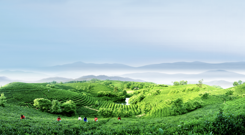 有关于2023春茶季:信阳毛尖少量开采,各名茶最新价格的消息(1)