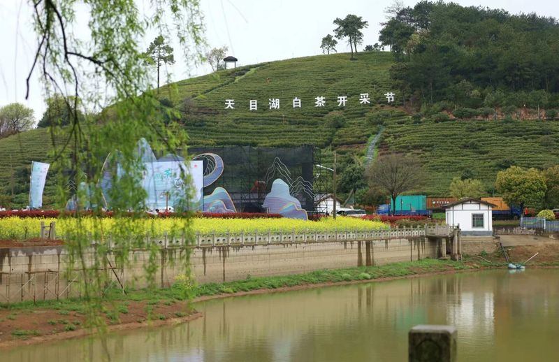 关于走进茶区———江苏省茶叶学会专家参加2023天目湖白茶开采节活动的消息(2)