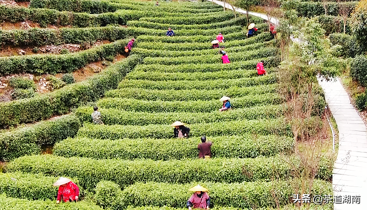 关于湖南洞口:明前茶飘香 茶农采茶忙的消息