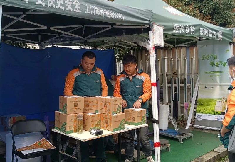 关于龙井采摘正当时，邮政护航春茶季的新闻(1)