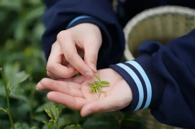 有关于陕西：把课堂开在茶山上的最新消息(5)