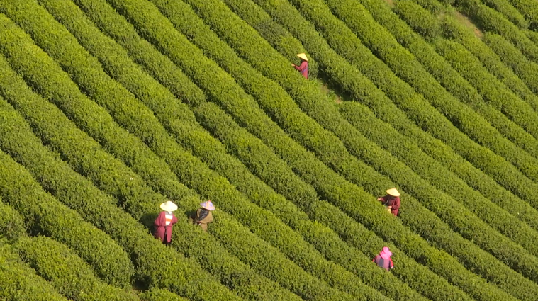 关于表现惊艳！诸暨西施石笕，获茶学专家点赞！的新闻(3)