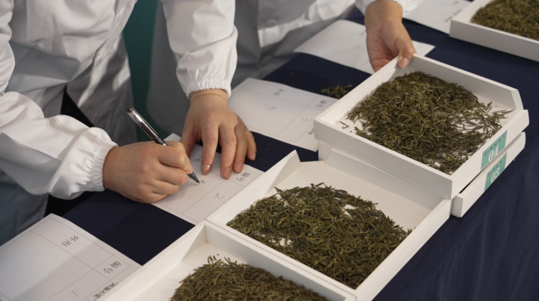 关于表现惊艳！诸暨西施石笕，获茶学专家点赞！的新闻(1)