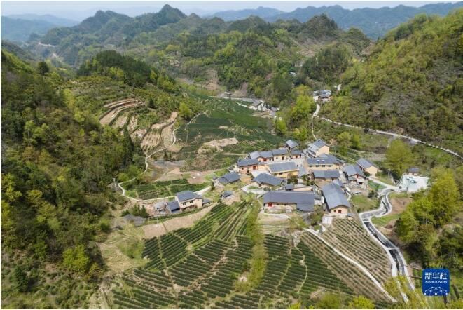 关于陕西安康百万亩春茶全面开采的内容