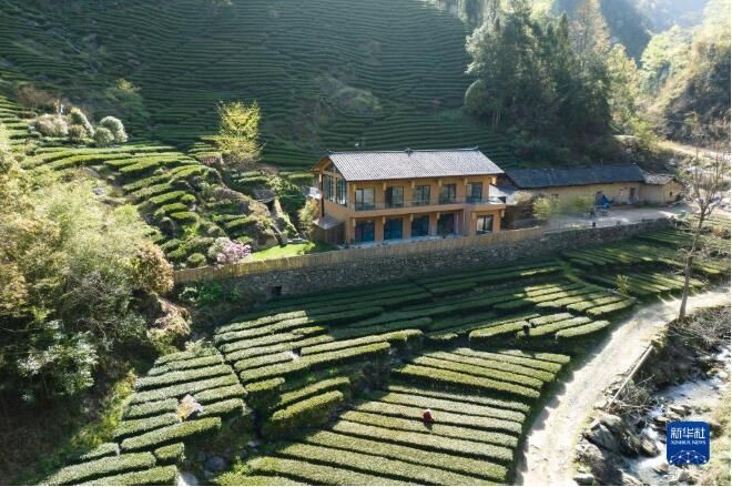 关于陕西安康百万亩春茶全面开采的内容(2)
