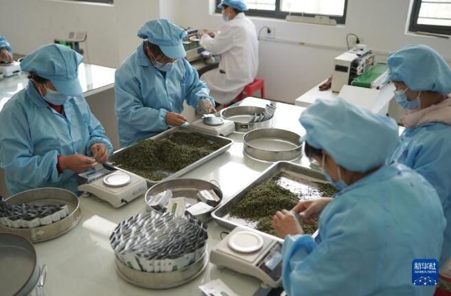 关于陕西安康百万亩春茶全面开采的内容(6)