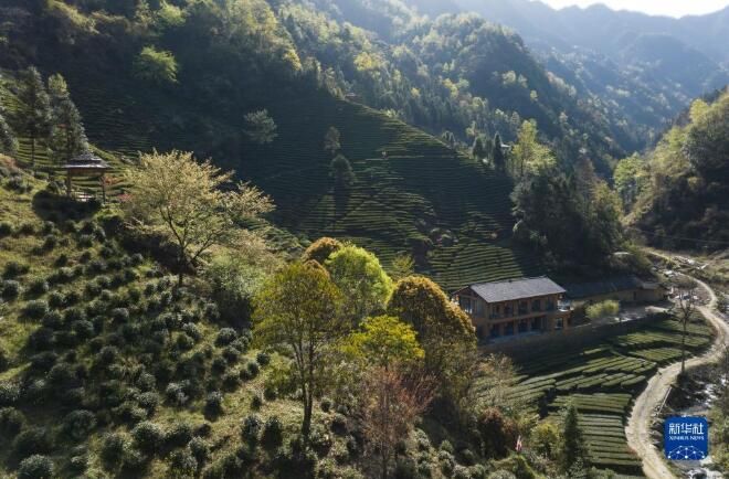 关于陕西安康百万亩春茶全面开采的内容(1)