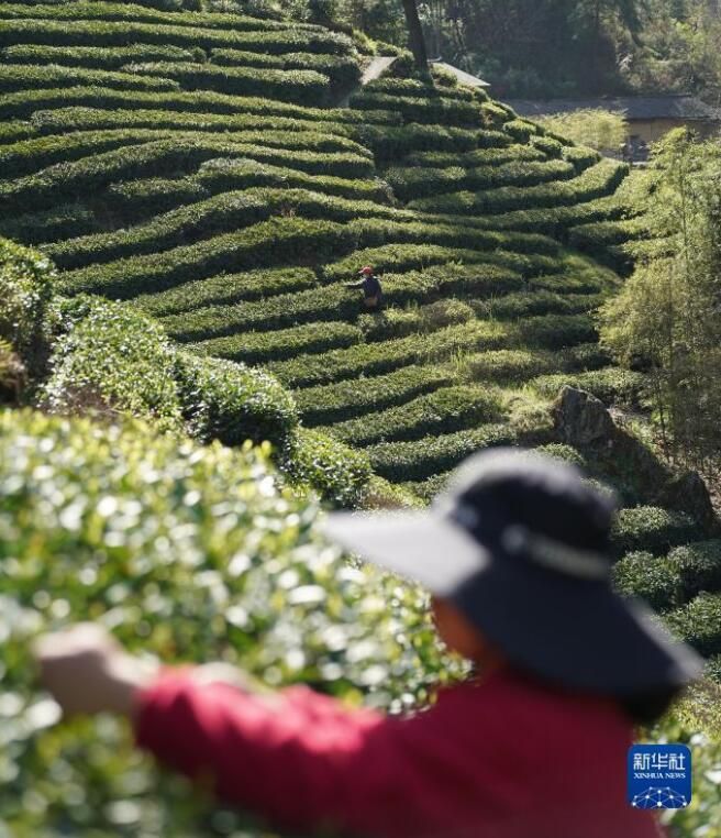 关于陕西安康百万亩春茶全面开采的内容(3)