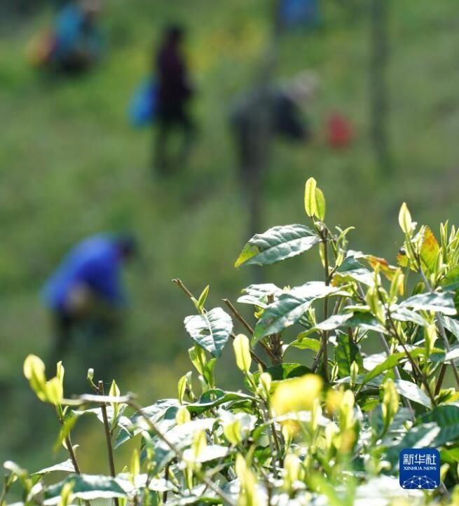 关于陕西安康百万亩春茶全面开采的内容(4)