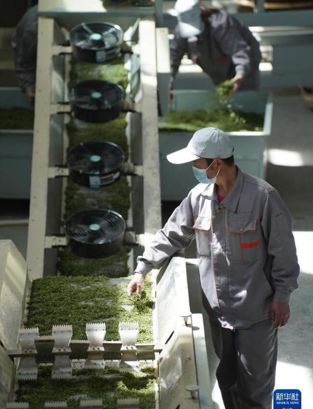 关于陕西安康百万亩春茶全面开采的内容(5)