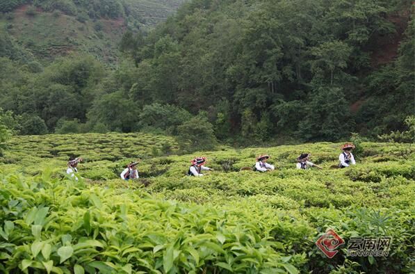 关于云南楚雄南华：万亩茶山变“金山”的相关内容