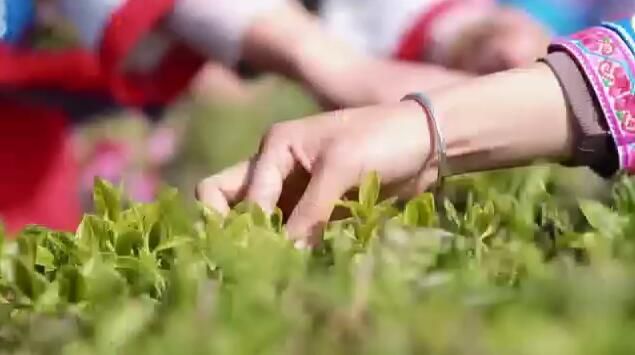 关于玉溪峨山:以茶之名享受一段悠闲的茶旅时光的最新消息(1)