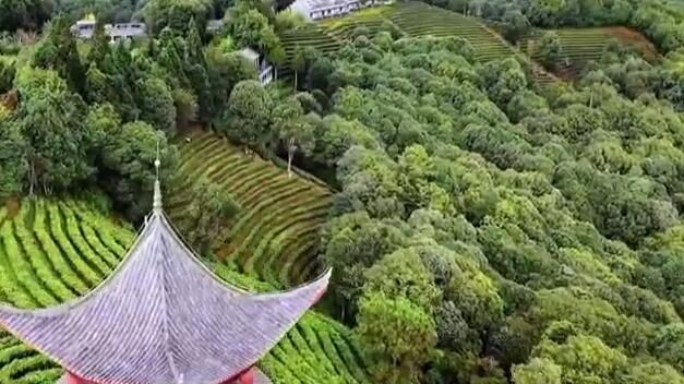 关于玉溪峨山:以茶之名享受一段悠闲的茶旅时光的最新消息