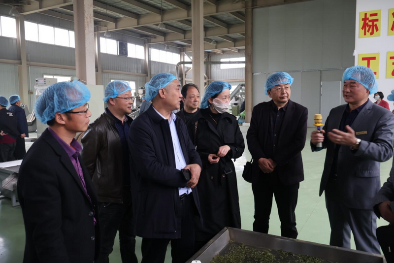 有关于优化加工工艺 提升茶叶品质，2023汉中仙毫标准化加工现场培训会的相关内容(7)