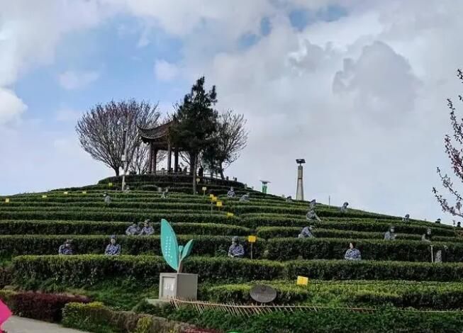 关于四川平昌：举办首届采茶大赛 全县采茶好手同场竞技的信息(1)