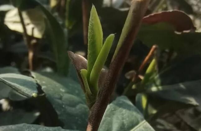 有关于四月会是日照绿茶的天下！的相关内容(2)