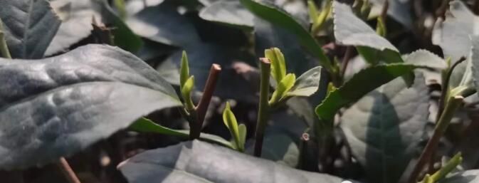 有关于四月会是日照绿茶的天下！的相关内容