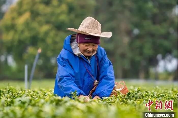 关于江西吉水生态茶园绿意盎然 春茶采摘正忙的最新消息(1)