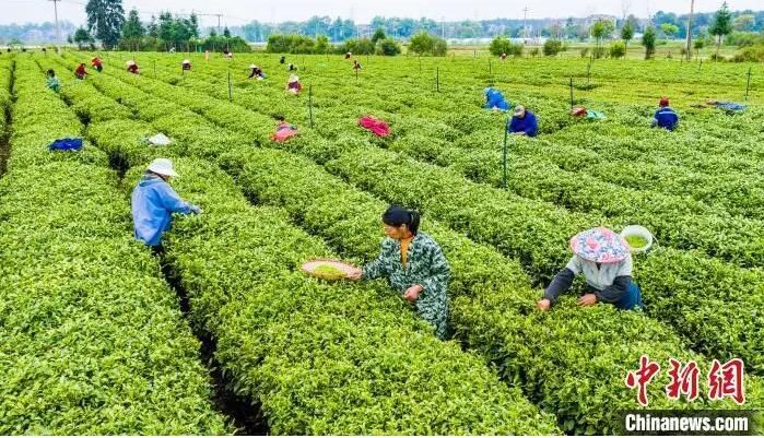 关于江西吉水生态茶园绿意盎然 春茶采摘正忙的最新消息