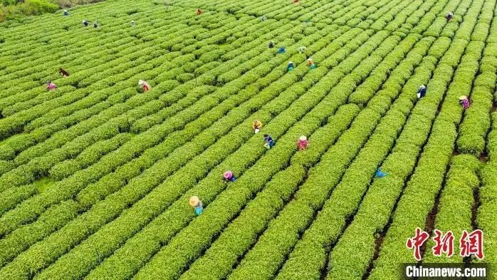 关于江西吉水生态茶园绿意盎然 春茶采摘正忙的最新消息(3)